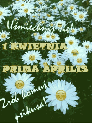 Białe kwiaty Prima Aprilis